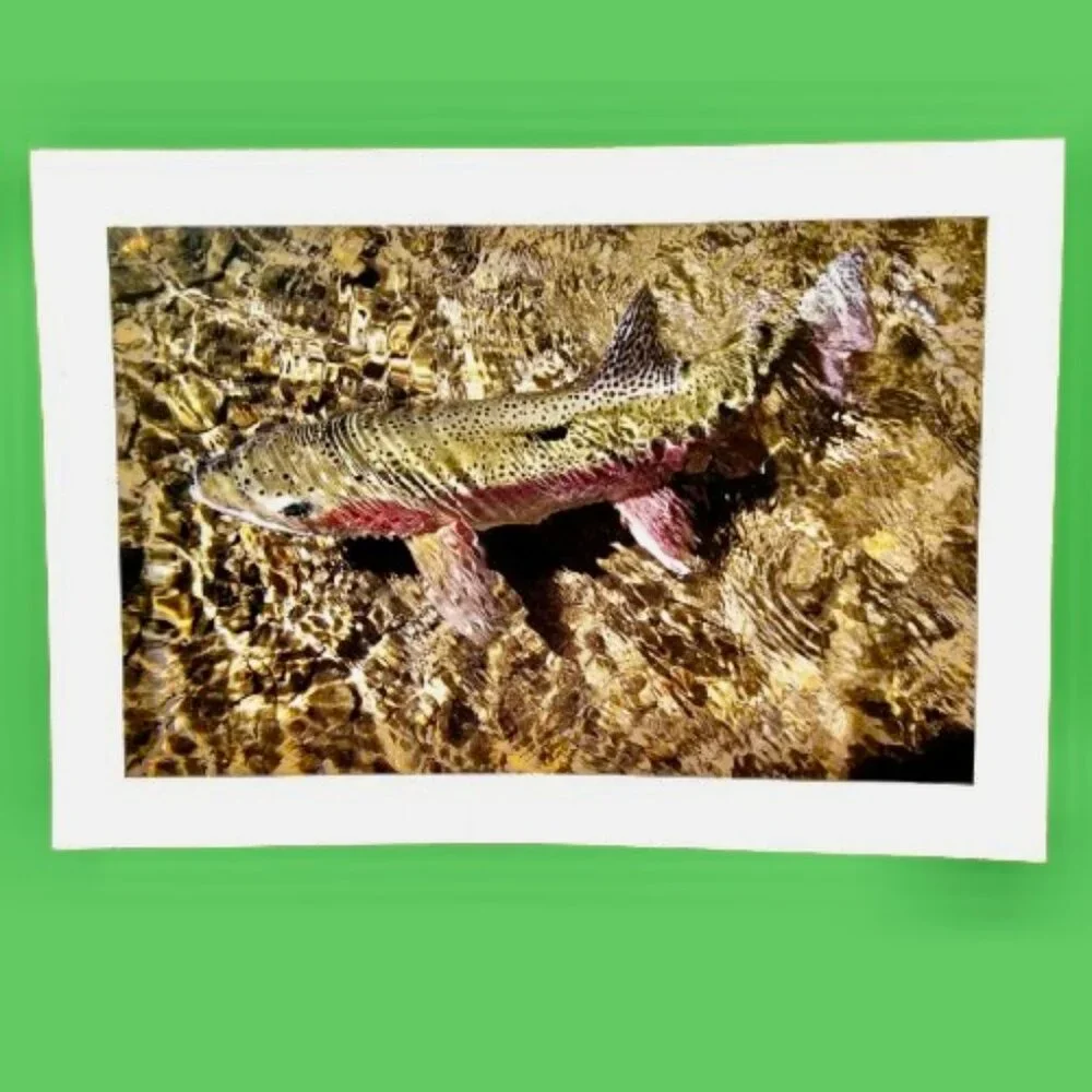 WILD TROUT Stationery Note Greeting Cards Blank 12 Cards + Envelopes Box